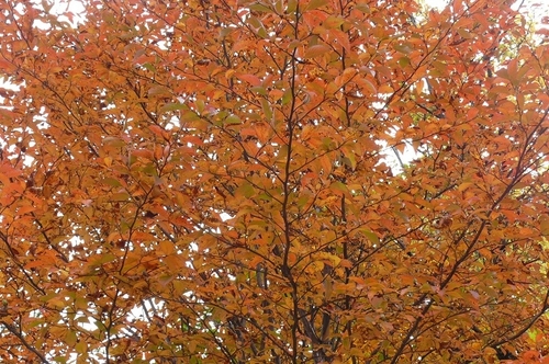 P1050916.JPG