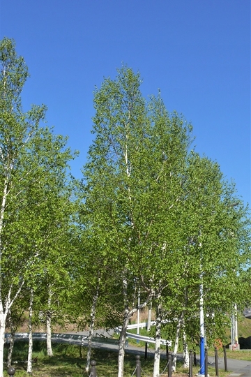 P1100547.JPG
