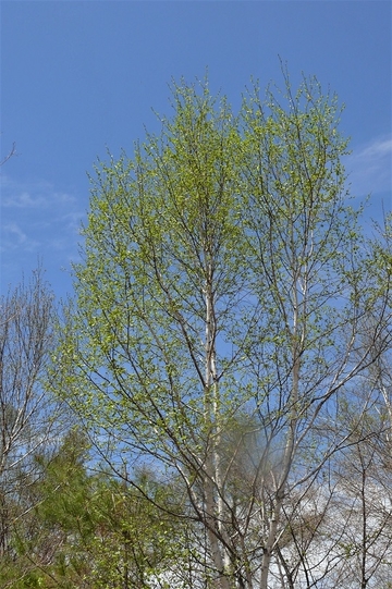 P1100590.JPG