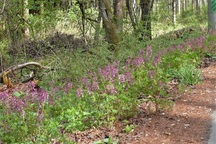 P1100747.JPG