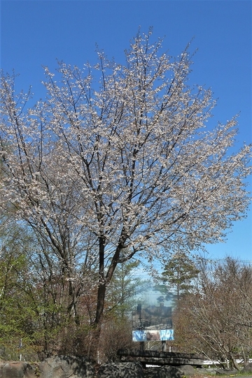 P1100576.JPG