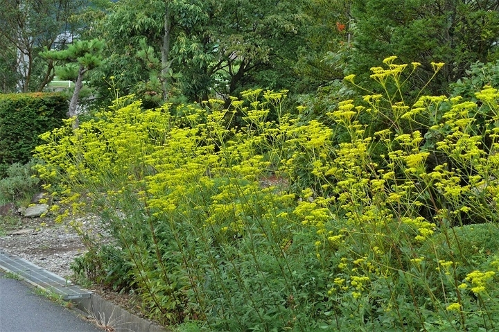 P1130377.JPG
