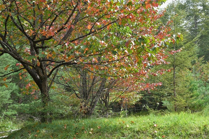 P1140317.JPG