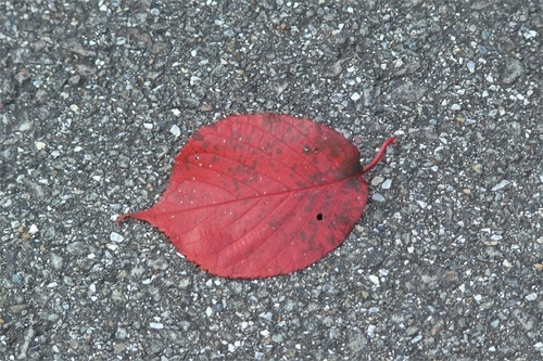 P1140721.JPG