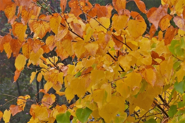 P1150225.JPG