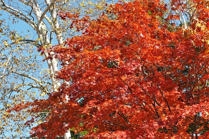 P1150721.JPG