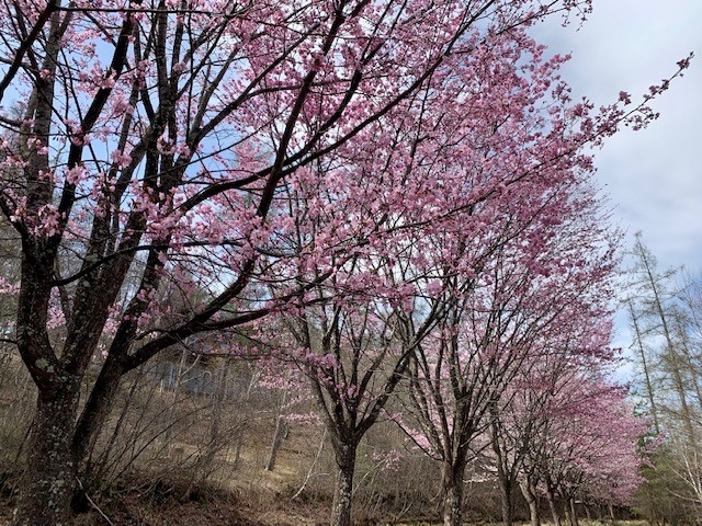桜⑫.jpg