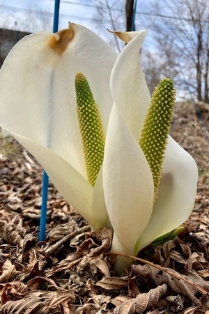 水芭蕉.jpg