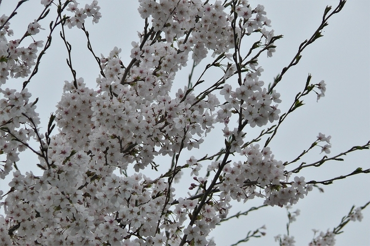 P1200632.JPG