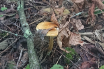 DSC_2944.JPG