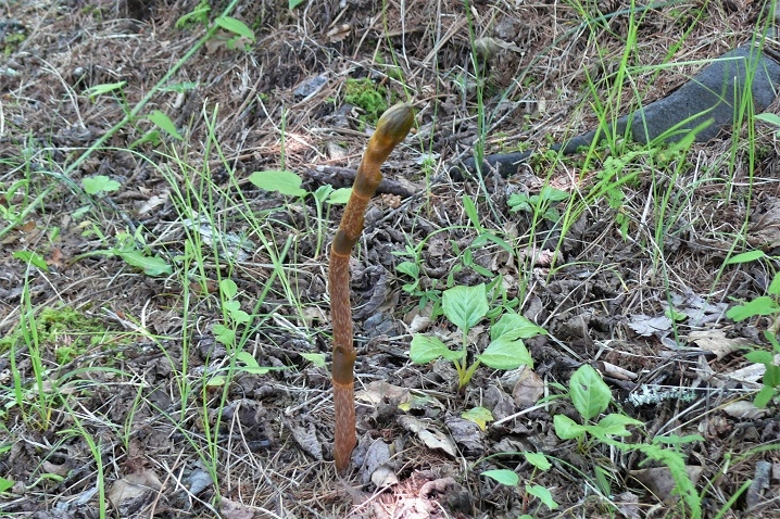 P1220787.JPG