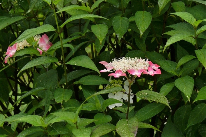 P1230156.JPG
