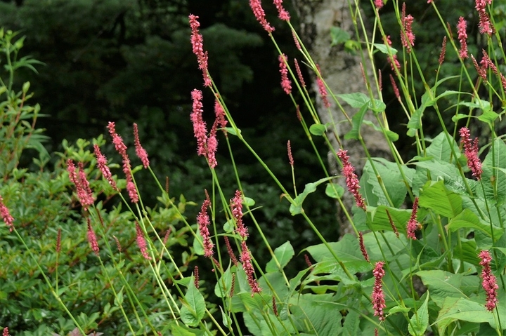 P1230161.JPG