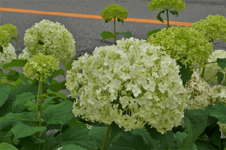 P1230220.JPG