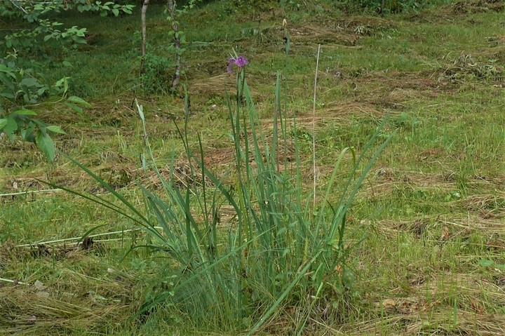 P1230233.JPG