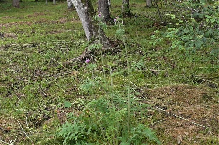 P1230234.JPG