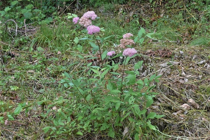 P1230238.JPG