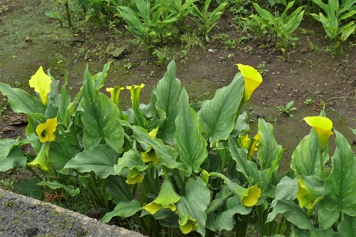 P1230281.JPG