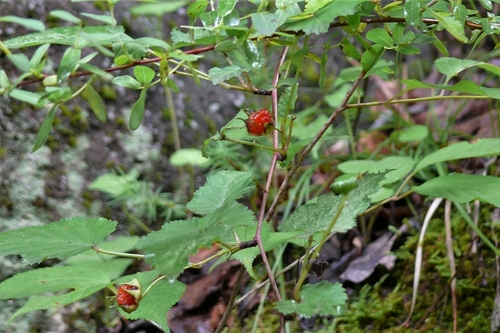 P1230303.JPG