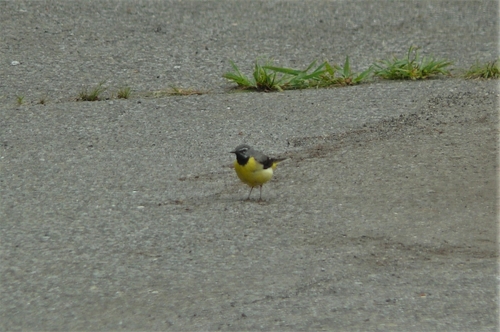 P1230375.JPG