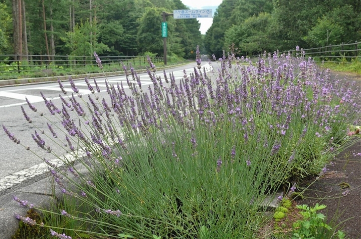 P1230383.JPG