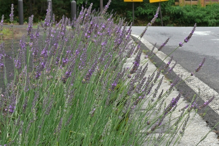 P1230384.JPG