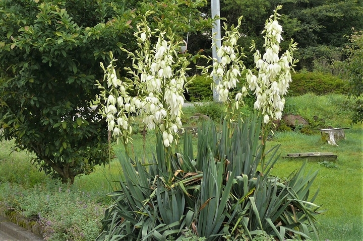 P1230400.JPG
