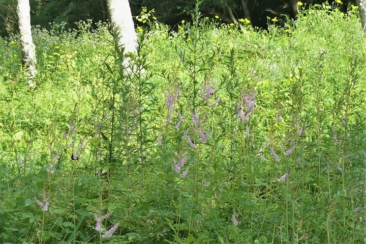 P1230430.JPG