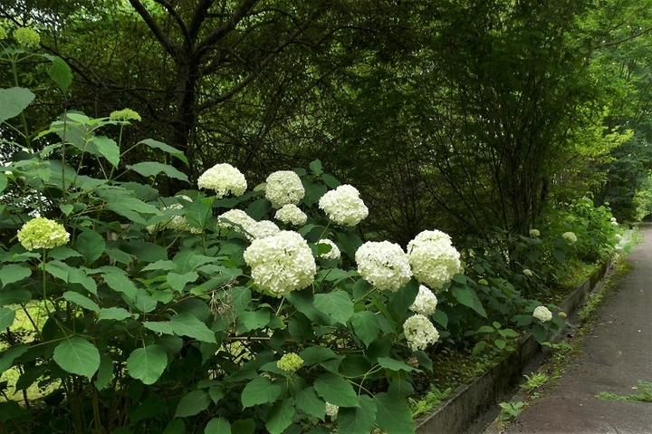 P1230465.JPG