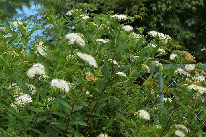 P1230541.JPG