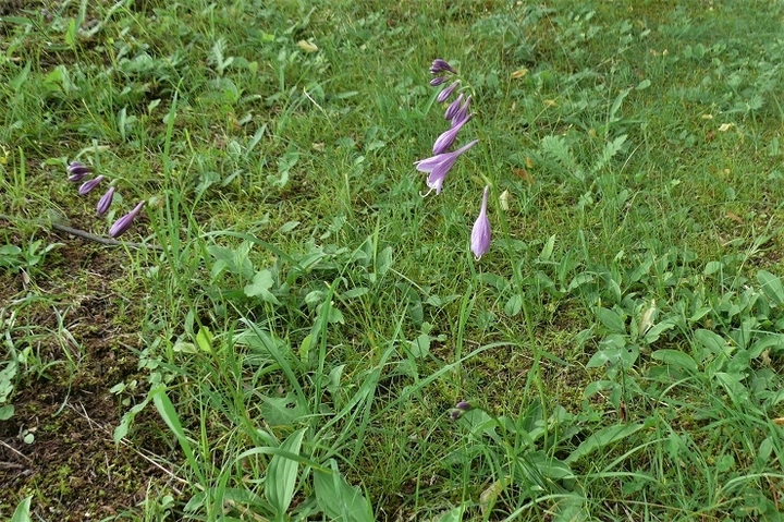 P1230549.JPG