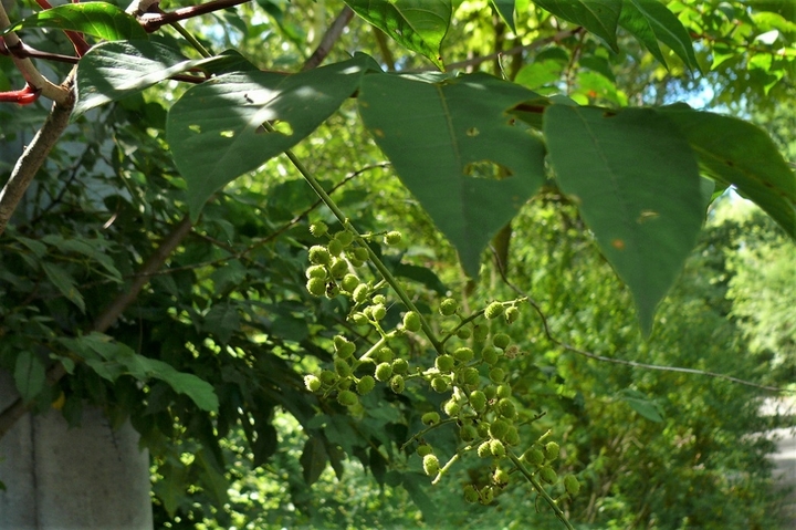 P1230552.JPG