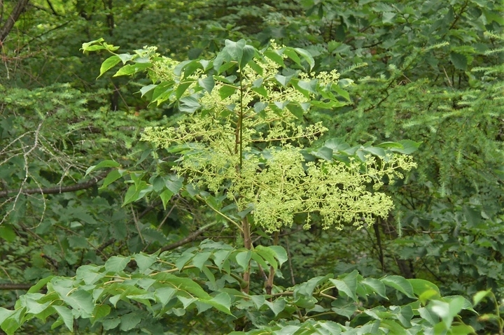 P1230725.JPG