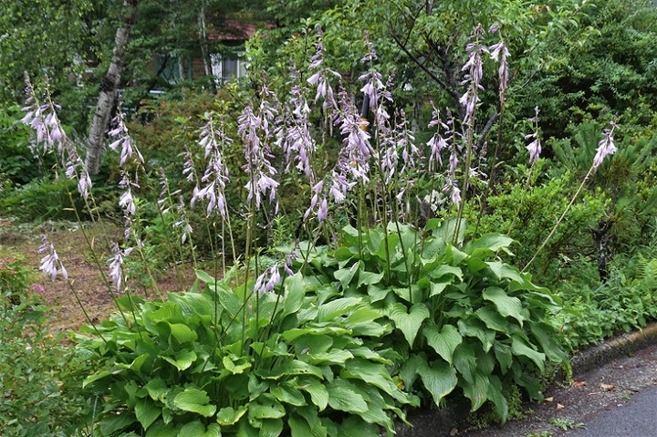 P1230750.JPG