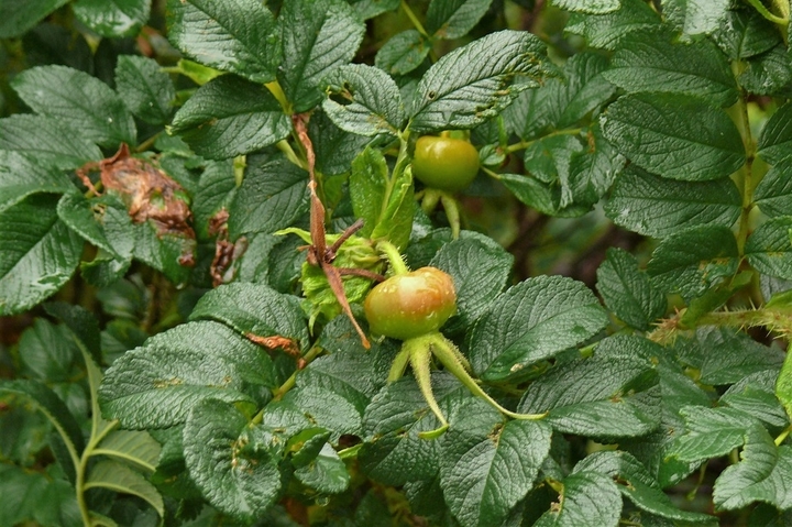 P1230755.JPG