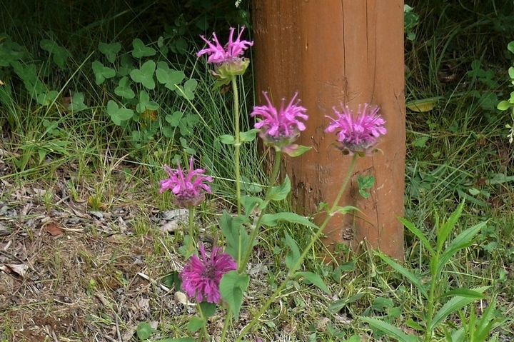 P1230759.JPG
