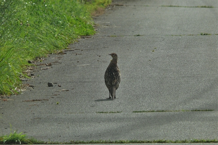 P1230784.JPG
