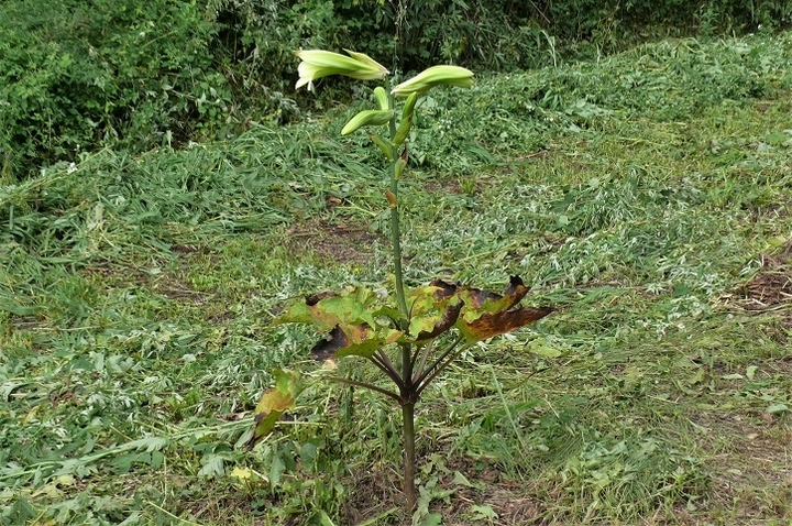 P1230793.JPG