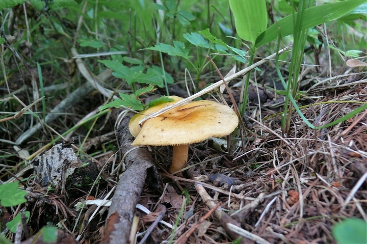 P1230829.JPG
