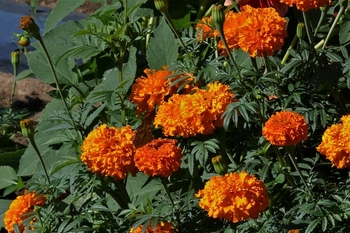 P1230875.JPG