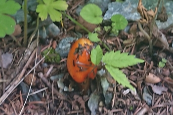 DSC_2953.JPG