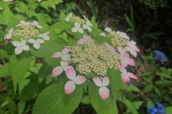 DSC_2961.JPG