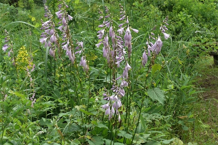 P1230531.JPG
