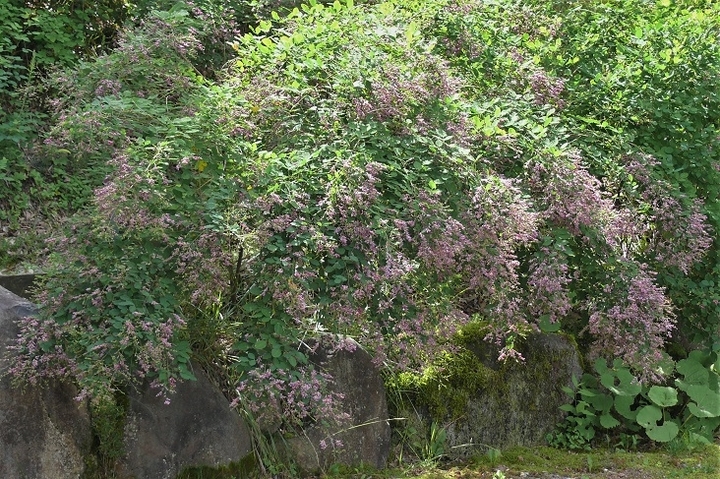 P1230326.JPG