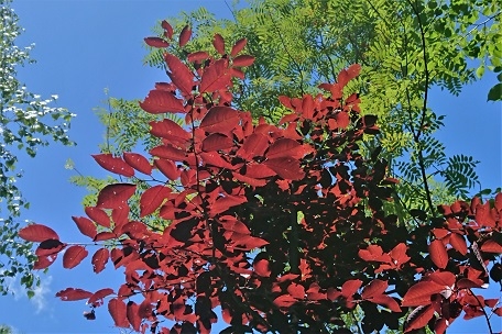 DSC_2955.JPG