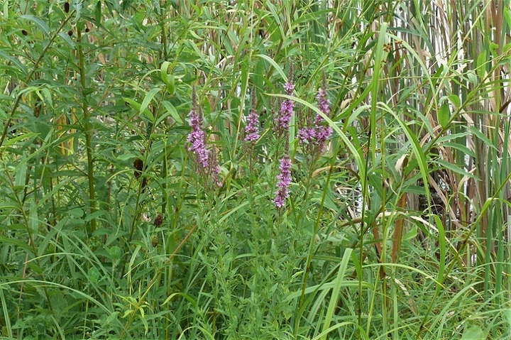 P1240040.JPG