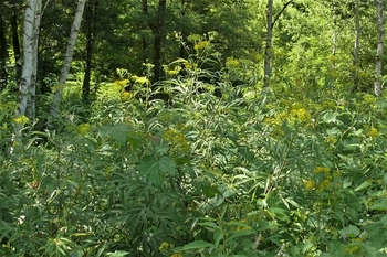 P1240066.JPG