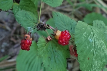 DSC_2957.JPG