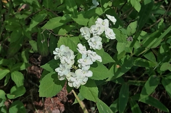 DSC_2954.JPG