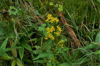 P1250231.JPG